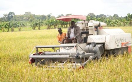 Agro-industrie : Une usine de stockage, de transformation et de conditionnement de légumes annoncée dans l'Agro-parc de la région du Bélier