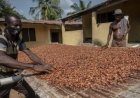Campagne de commercialisation du café et du cacao 2024-2025 : le prix bord champ du café fixé à 1 500 fcfa et celui du cacao à 1 800 fcfa