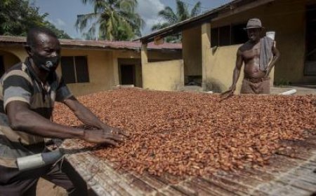 Campagne de commercialisation du café et du cacao 2024-2025 : le prix bord champ du café fixé à 1 500 fcfa et celui du cacao à 1 800 fcfa