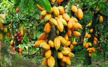 Durabilité de la filière café-cacao : Le gouvernement ivoirien déploie de nombreuses initiatives