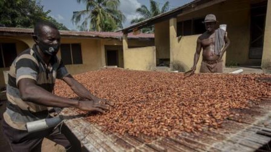 Campagne de commercialisation du café et du cacao 2024-2025 : le prix bord champ du café fixé à 1 500 fcfa et celui du cacao à 1 800 fcfa