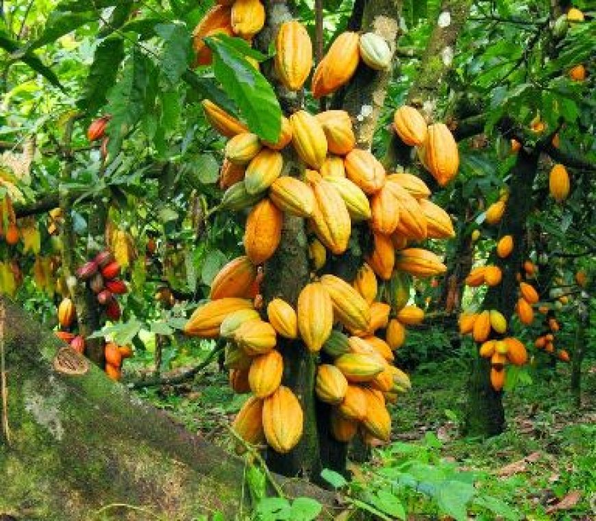 Durabilité de la filière café-cacao : Le gouvernement ivoirien déploie de nombreuses initiatives