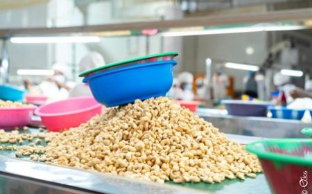 Le gouvernement fixe à 5% le droit unique de sortie sur les exportations d'amandes de cajou