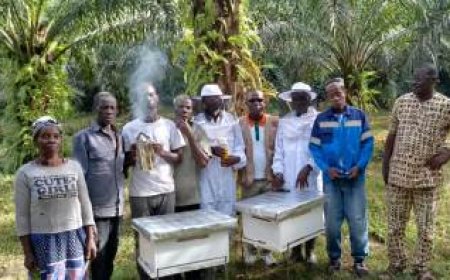 Conservation de la réserve naturelle du Mont Nimba : l’OIPR mise sur l’apiculture pour impliquer les communautés