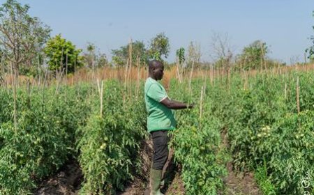 Régions du Poro, du Gbêkê et du Bélier : une mission de la Coordination Générale du PSGouv assure le suivi des activités