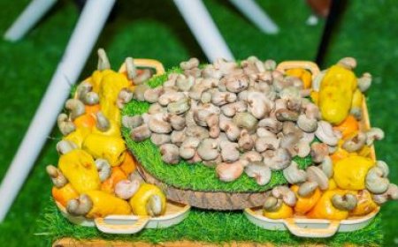 Campagne anacarde 2025 : la production est projetée à 1 150 000 tonnes, représentant une augmentation de 20% par rapport à 2024