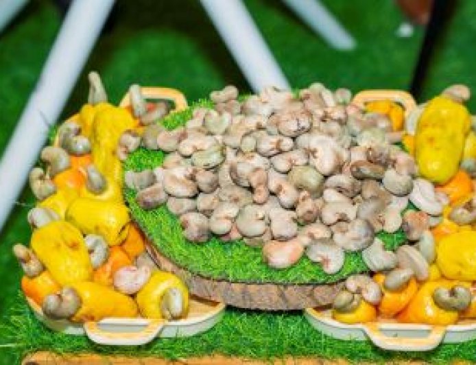 Campagne anacarde 2025 : la production est projetée à 1 150 000 tonnes, représentant une augmentation de 20% par rapport à 2024