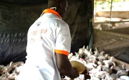 Programme Filets sociaux dans la région des Grands Ponts : 3 835 ménages bénéficiaires améliorent leurs conditions de vie