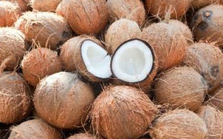 Production de Coco : les règles relatives à la régulation, au contrôle et au suivi des activités des filières Hévéa et Palmier à Huile désormais étendues aux activités de cette filière