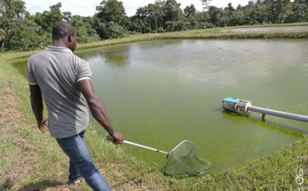 Projet de Développement des Chaînes de Valeur Compétitives de l'Aquaculture et de la Pêche Durable (PRODECAP) : la BAD accorde un financement de 16,158 milliards de FCFA