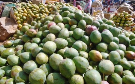 Korhogo / Campagne de mangues : une source de revenus pour de nombreux jeunes sans emploi