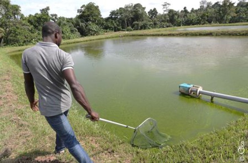 Projet de Développement des Chaînes de Valeur Compétitives de l'Aquaculture et de la Pêche Durable (PRODECAP) : la BAD accorde un financement de 16,158 milliards de FCFA