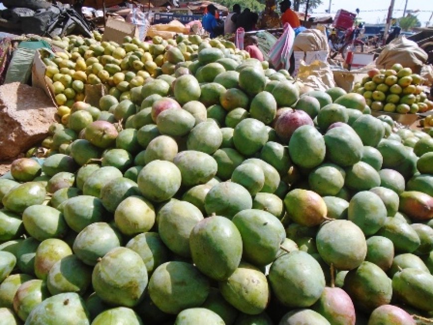 Korhogo / Campagne de mangues : une source de revenus pour de nombreux jeunes sans emploi