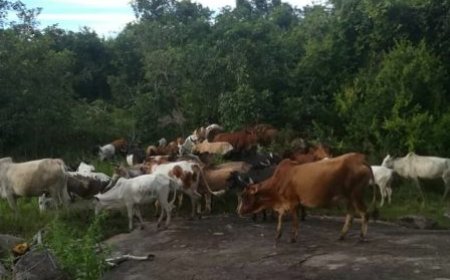 Séguéla : Une crise de viande de bœuf qui inquiète les habitants