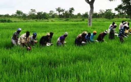 Dikodougou : La coopérative « Kolotcholo Kafolo » s’engage pour l’autosuffisance alimentaire