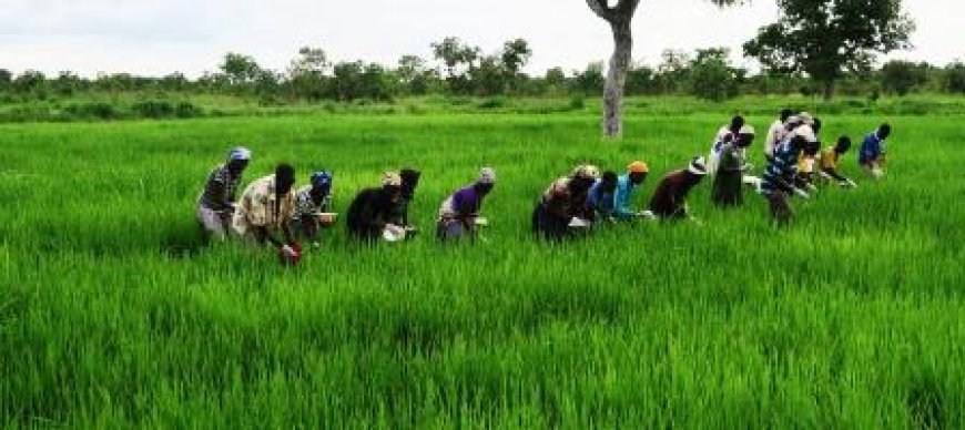 Dikodougou : La coopérative « Kolotcholo Kafolo » s’engage pour l’autosuffisance alimentaire