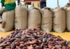San-Pedro / scandale dans la filière cacao : Des producteurs floués par le PCA d’une coopérative et un opérateur économique