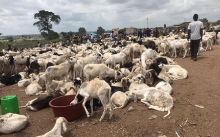 Bouaké : Les préparatifs de la Tabaski battent leur plein malgré la cherté des moutons