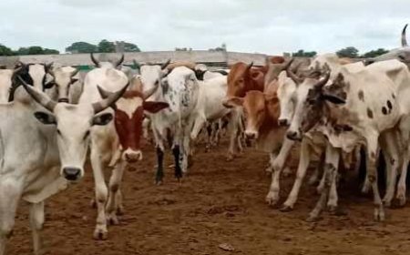 Tabaski 2025: Le ministre Moussa Sanogo fait don de 104 bêtes aux populations