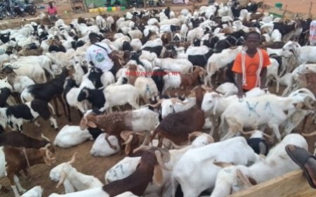 Korhogo – Marché aux moutons : L'absence remarquée du Niger à l'approche de la Tabaski