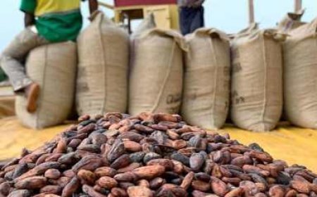 San-Pedro / scandale dans la filière cacao : Des producteurs floués par le PCA d’une coopérative et un opérateur économique
