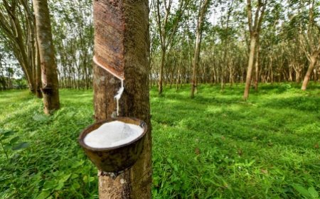 Développement de la filière hévéicole : L’accompagnement du gouvernement permet d’améliorer la productivité