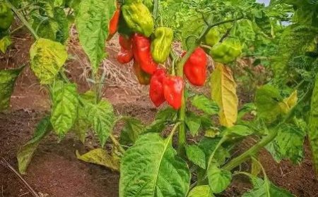 Yopohué : GoYa NATURE veut ravitailler les marchés ivoiriens en produits vivriers