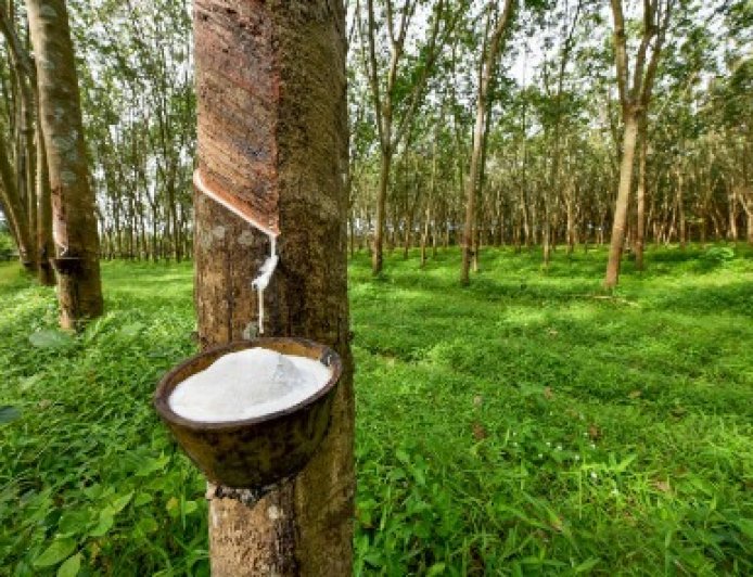 Développement de la filière hévéicole : L’accompagnement du gouvernement permet d’améliorer la productivité