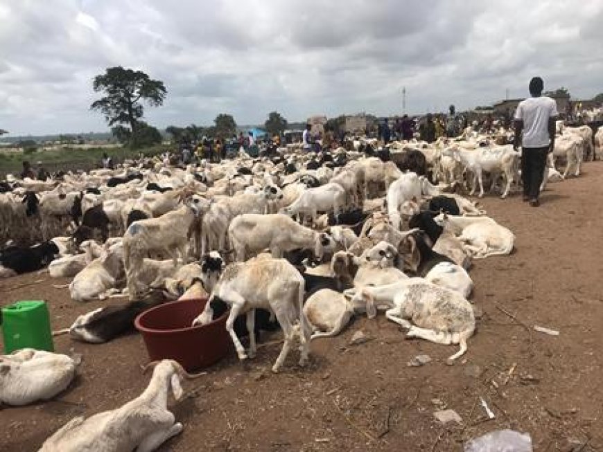 Bouaké : Les préparatifs de la Tabaski battent leur plein malgré la cherté des moutons