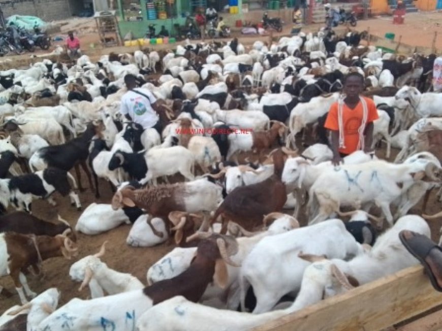 Korhogo – Marché aux moutons : L'absence remarquée du Niger à l'approche de la Tabaski