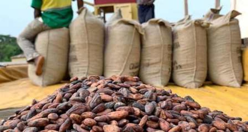 San-Pedro / scandale dans la filière cacao : Des producteurs floués par le PCA d’une coopérative et un opérateur économique
