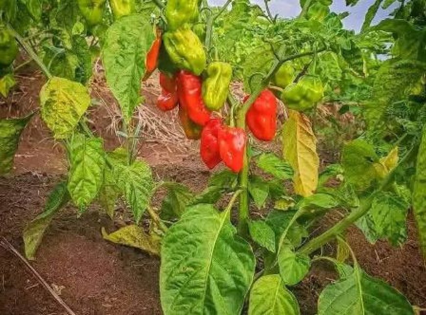 Yopohué : GoYa NATURE veut ravitailler les marchés ivoiriens en produits vivriers