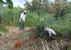M. Okou Zaro, le douanier devenu modèle agricole dans la région de Gagnoa