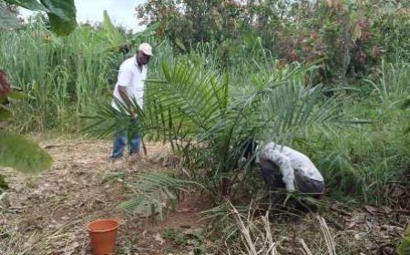 M. Okou Zaro, le douanier devenu modèle agricole dans la région de Gagnoa