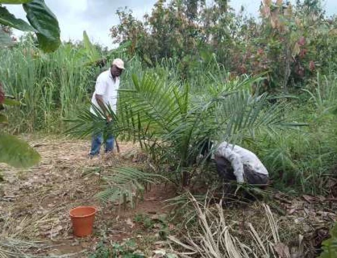 M. Okou Zaro, le douanier devenu modèle agricole dans la région de Gagnoa