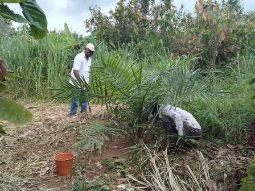 M. Okou Zaro, le douanier devenu modèle agricole dans la région de Gagnoa