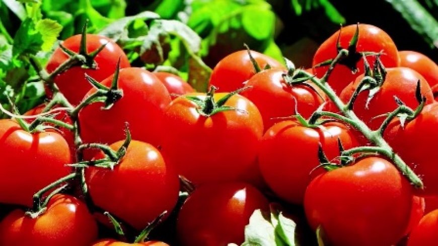 Le prix des tomates en hausse dans plusieurs villes