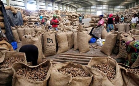 Bondoukou / Pôle agro-industriel du Nord-Est : un moteur pour l’économie locale