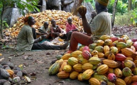Cacao : Le kilogramme fixé à 2 800 FCFA
