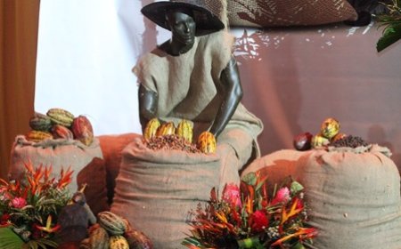 Compagne 2025-2026 : Le prix du cacao fixé à 2 800 fcfa le kilo, une hausse historique saluée par les producteurs