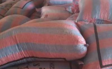 Soubré : Un prix du cacao attractif, mais des ventes au ralenti