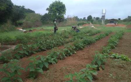 GoYa Nature s’engage à approvisionner les marchés ivoiriens en produits frais
