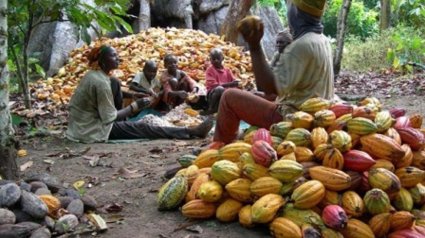 Cacao : Le kilogramme fixé à 2 800 FCFA