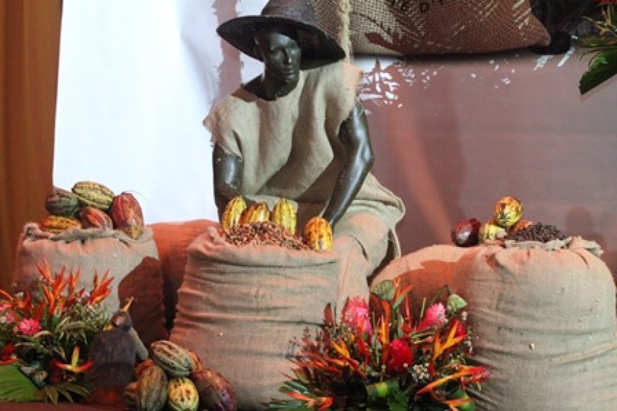 Compagne 2025-2026 : Le prix du cacao fixé à 2 800 fcfa le kilo, une hausse historique saluée par les producteurs