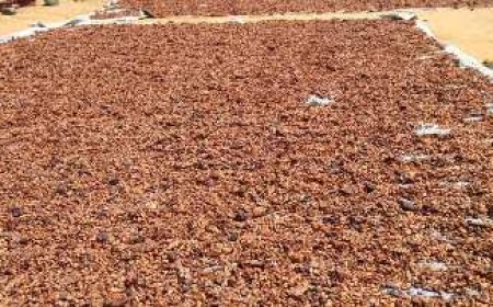 Grand Ouragahio : Malgré le prix du cacao à 2 800 FCFA, les planteurs peinent toujours à être payés