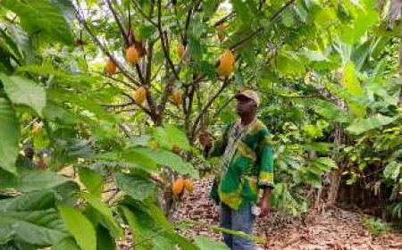 Ouragahio : Le cri du cœur d’un producteur de cacao face à l’indifférence des autorités
