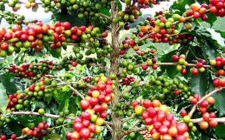 La Côte d'Ivoire signe l'accord international de 2022 sur le café