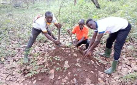 Bondoukou / Secret d’une double récolte d’or : comment la culture intercalaire anacarde–igname transforme les ‘’champs de rente’’ en modèle de sécurité alimentaire et de prospérité