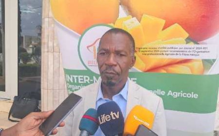 Korhogo : Pascal Nembelessini-Silué réélu à la tête de l'Interprofession Mangue de Côte d'Ivoire