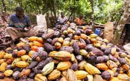 Filière café-cacao : Tensions autour des paiements dans le Loh-Djiboua et le Gôh